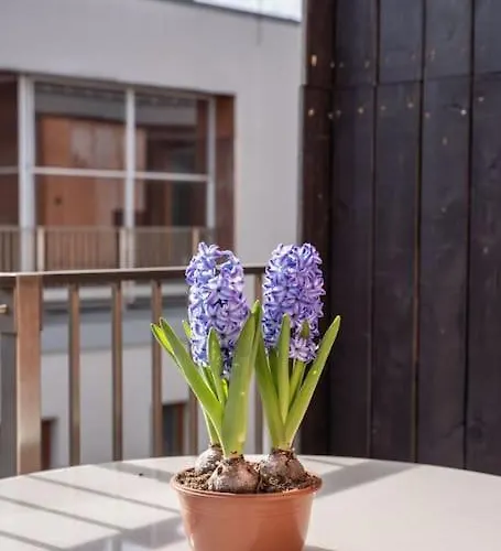 Apartment New Loft With Rooftop Terrace In The Old Town *